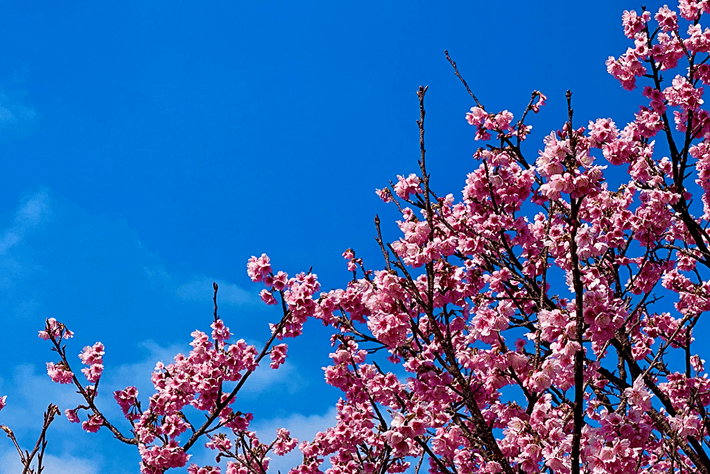 沖縄の桜